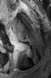 gc4 listen, Beech tree, ear like.66-31 by Jan Traylen, Photography