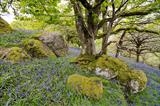 gc41 whiddon park blue bells, teign valley, devon 5729 by Jan Traylen, Photography