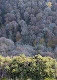 gc43 teign gorge in autumn, devon 4987 by Jan Traylen, Photography