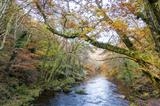 gc44 autumnal river teign, devon 5001 by Jan Traylen, Photography