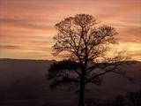 gc46 sunset tree, bridford hills, devon 3886 by Jan Traylen, Photography