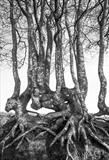 gc51 gnarled hedge & creatures head (v) 1914 by Jan Traylen, Photography, Giclée print on natural white textured 315gsm paper