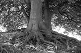 gc6 avebury beeches landscape .71-10 by Jan Traylen, Photography