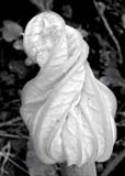 gc73 Courgette Flower by Jan Traylen, Photography