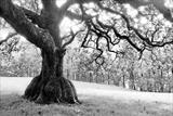 gc76 Skirted Oak by Jan Traylen, Photography
