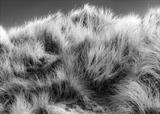 gc77 Marram Grass on the dunes by Jan Traylen, Photography