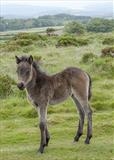 gc78 Dartmoor Pony foal, Devon by Jan Traylen, Photography