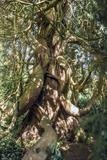 gc79 Ancient Yew Tree by Jan Traylen, Photography