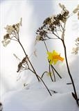 gc80 daffodils (v) in the snow by Jan Traylen, Photography