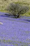 gc88 holwell (v) bluebell lawn, dartmoor by Jan Traylen, Photography