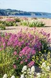 gc89 Slapton Beach (v) by Jan Traylen, Photography