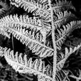 gc91 Frozen Bracken by Jan Traylen, Photography