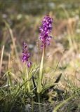 gc92 Early Purple Orchid (v) by Jan Traylen, Photography