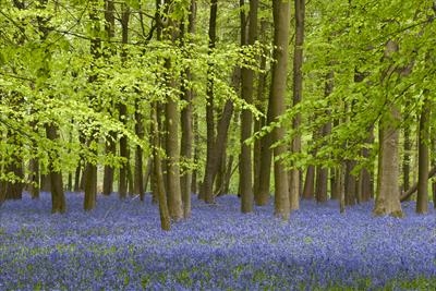 Crawley Wood