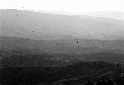 Evening Swifts and Swallows in Volterra 8