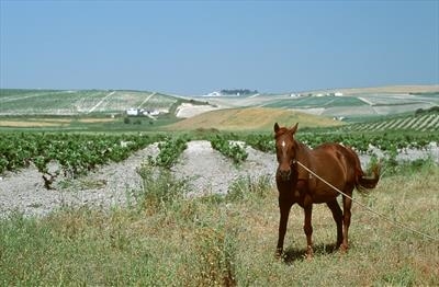 Sandeman Horse