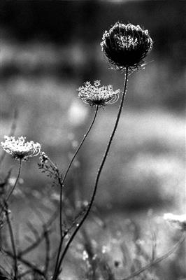 Seed Head