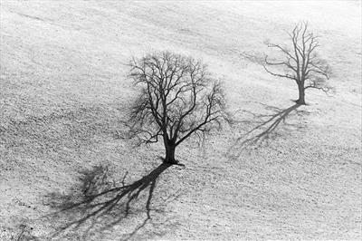 Shadows 31a