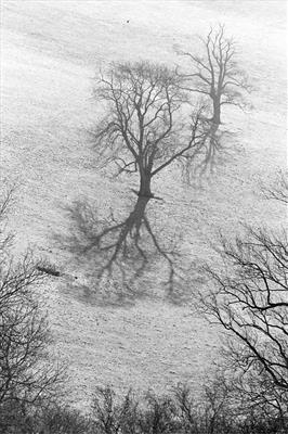 Shadows  33a