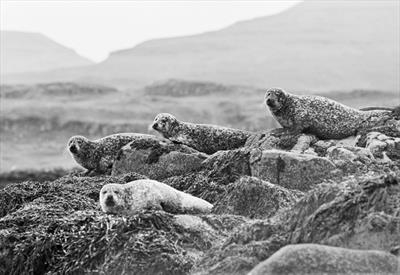 Torridon Seals 2.32