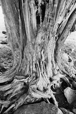 Old Skin, Hergest Ridge by Jan Traylen - Painting  Photograph