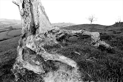 Tired limbs, Dorset roots 157-7a by Jan Traylen - Painting  Photograph