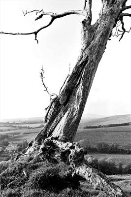 Dorset Tree 157-9a by Jan Traylen - Painting  Photograph