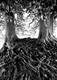 Veins, Avebury Beeches 71-30a