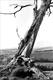 Dorset Tree 157-9a