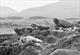 Torridon Seals 2.32